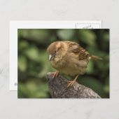 Sparrow Briefkaart (Voorkant / Achterkant)