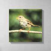 Sparrow Canvas Afdruk (Voorkant)