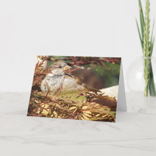 Sparrow de Noël - Paix et Amour - Carte d'oiseaux