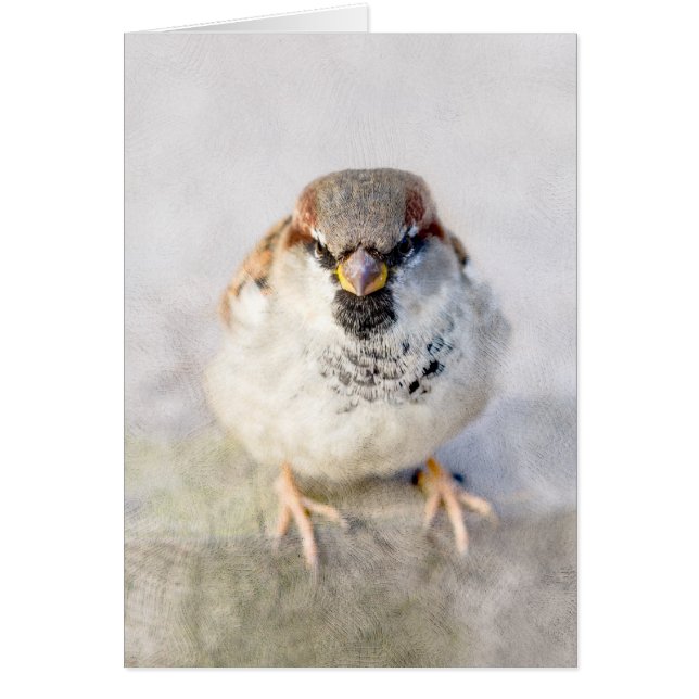 Sparrow - De Warrior (Voorkant)