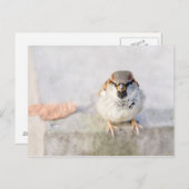Sparrow - De Warrior Briefkaart (Voorkant / Achterkant)