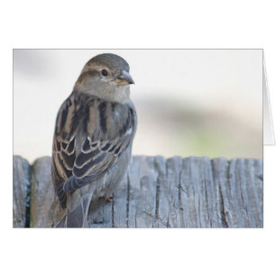 Sparrow-foto