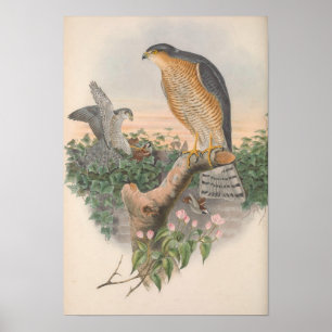 Sparrow Hawk Bird Poster