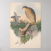 Sparrow Hawk Bird Poster (Voorkant)