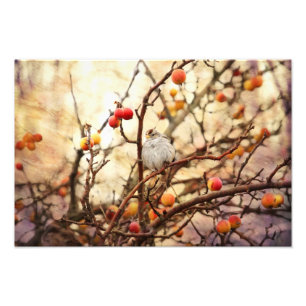 Sparrow in a Crab Apple Tree Foto Afdruk