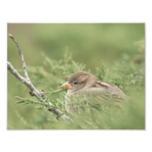 Sparrow in Cedar Photography Print Foto Afdruk