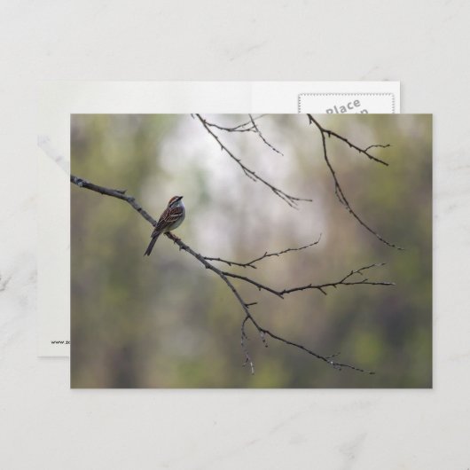 Sparrow in een Forest Scene Briefkaart (Voorkant / Achterkant)