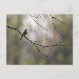 Sparrow in een Forest Scene Briefkaart