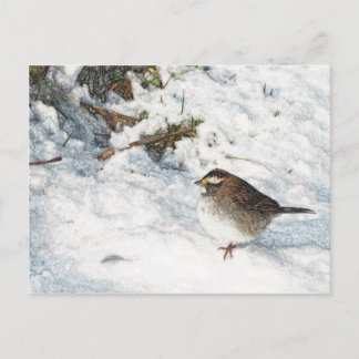 Sparrow in Snow Briefkaart