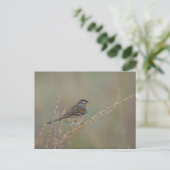 Sparrow in the Grass 2 carte postale (Debout devant)