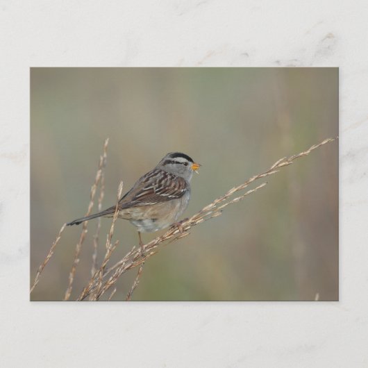Sparrow in the Grass 2 carte postale (Devant)