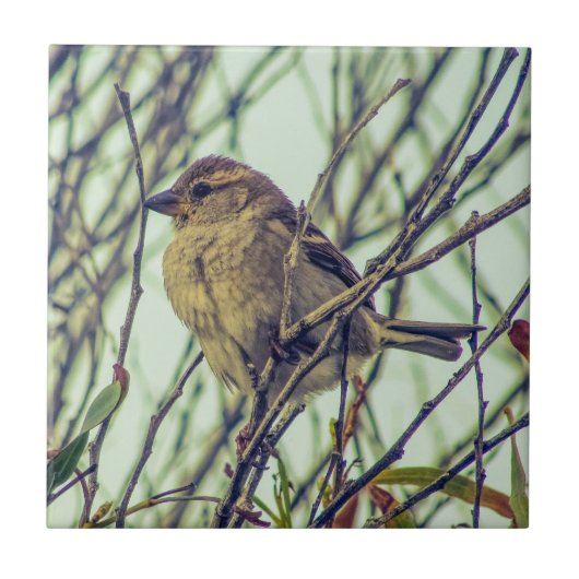 Sparrow in Tree Tegeltje (Voorkant)