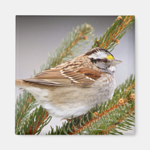 Sparrow in Winter Magneet