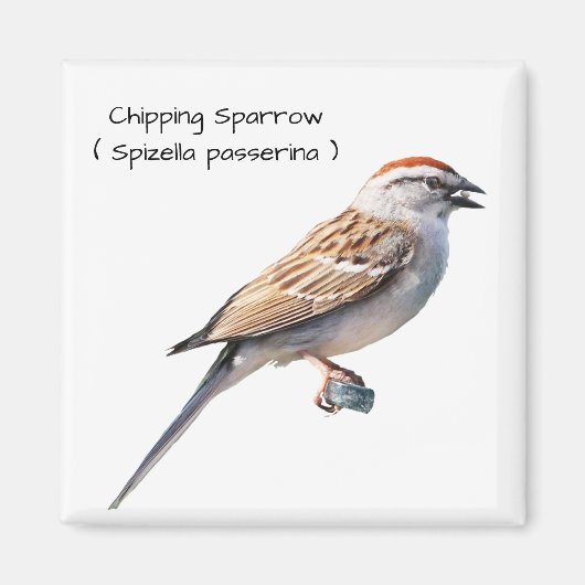 Sparrow Magneet (Voorkant)