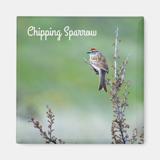 Sparrow Magneet (Voorkant)