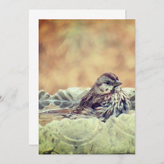 Sparrow neemt een bad bedankkaart (Voorkant / Achterkant)