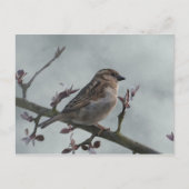 Sparrow on Branch Briefkaart (Voorkant)