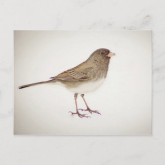 Sparrow on Snow-1 Briefkaart