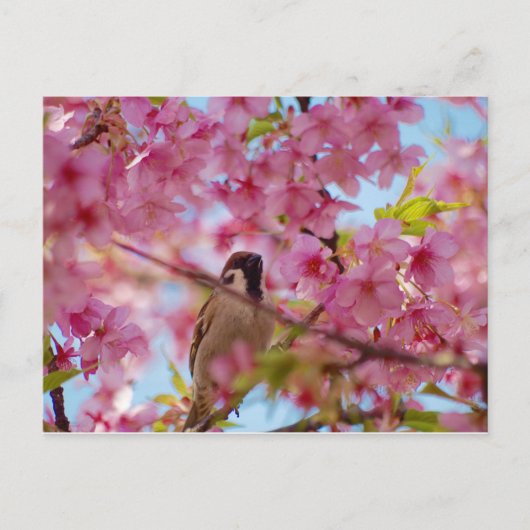 Sparrow on the cherry tree briefkaart (Voorkant)