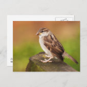 Sparrow on the Fence Briefkaart (Voorkant / Achterkant)