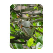Sparrow Spring Lilacs Magnet Magneet (Verticaal)