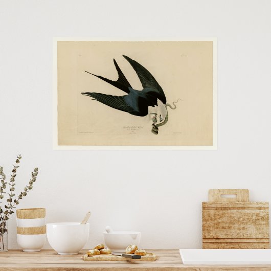 Sparrow tayed Hawk Poster (Keuken)
