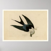 Sparrow tayed Hawk Poster (Voorkant)