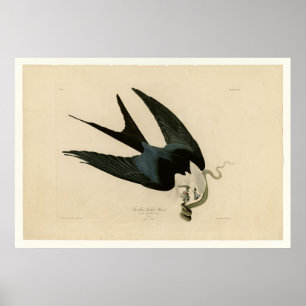 Sparrow tayed Hawk Poster