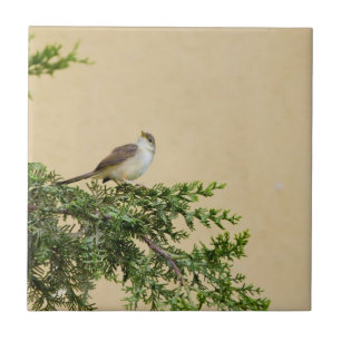 Sparrow Tegeltje