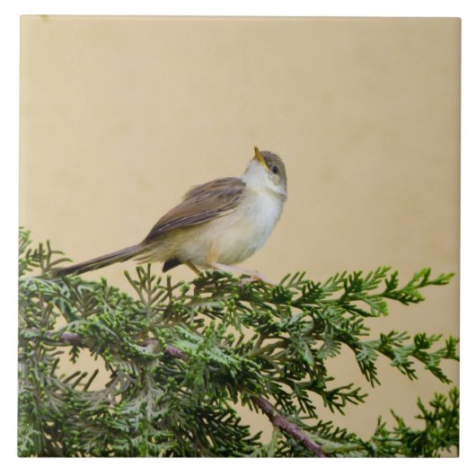 Sparrow Tegeltje (Voorkant)