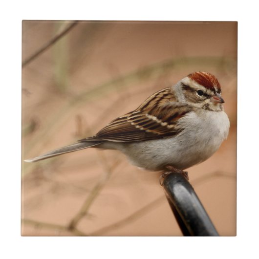 Sparrow Tegeltje (Voorkant)
