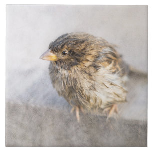 Sparrow - Weer Forecast Epic Fail Tegeltje