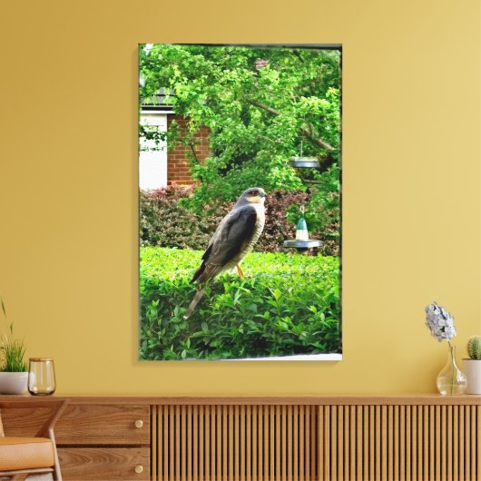 Sparrowhawa in mijn tuin canvas afdruk (Insitu (Woonkamer))