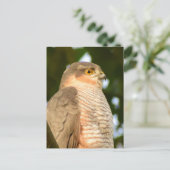 Sparrowhawk Briefkaart (Staand voorkant)