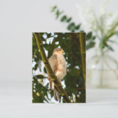 Sparrowhawk Briefkaart (Staand voorkant)