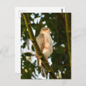 Sparrowhawk Briefkaart (Voorkant / Achterkant)