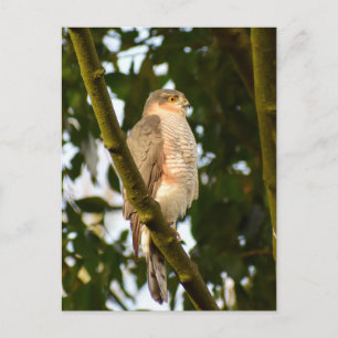 Sparrowhawk Briefkaart