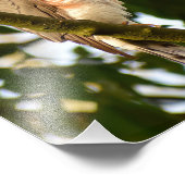 Sparrowhawk Foto Afdruk (Hoek)