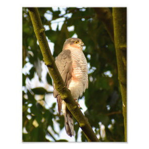Sparrowhawk Foto Afdruk