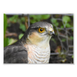 Sparrowhawk Foto Afdruk