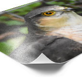 Sparrowhawk Foto Afdruk (Hoek)