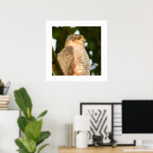 Sparrowhawk Poster (Thuiskantoor)
