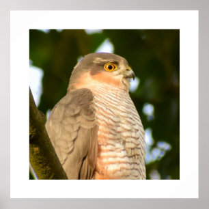 Sparrowhawk Poster