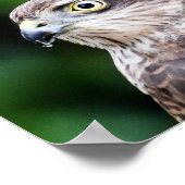 Sparrowhawk Print, Value Poster Paper (Matte) (Hoek)