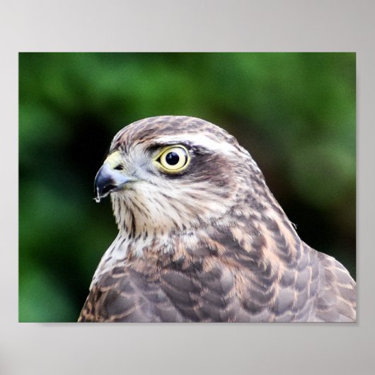 Sparrowhawk Print, Value Poster Paper (Matte) (Voorkant)