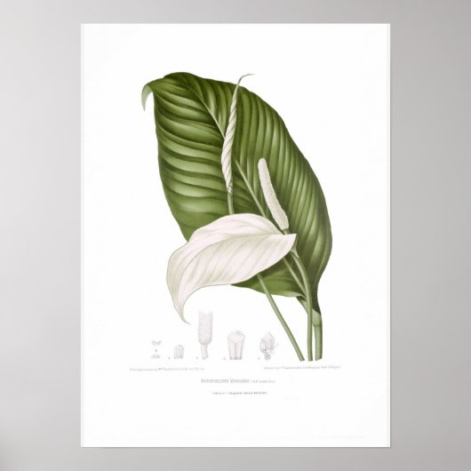 Spathiphyllopsis minahassae poster (Voorkant)