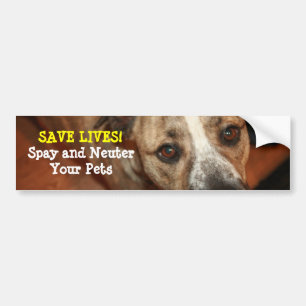 Spay en Neuter. Bumpersticker