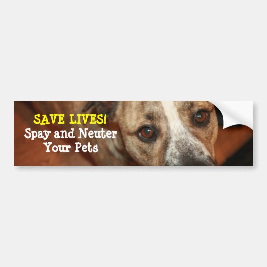 Spay en Neuter. Bumpersticker (Voorkant)