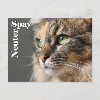 Spay/Neuter Briefkaart
