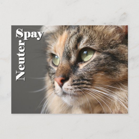 Spay/Neuter Briefkaart (Voorkant)